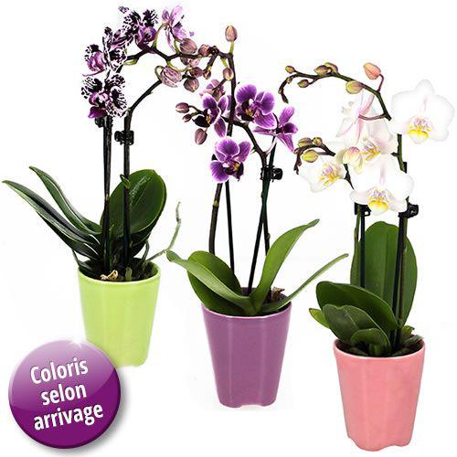 3-mini-orchidees-14110.jpg