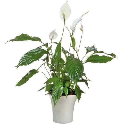 spathiphyllum-11445.jpg